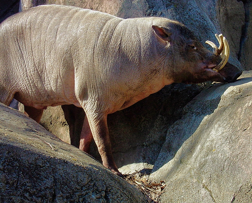 North Sulawesi Babirusa