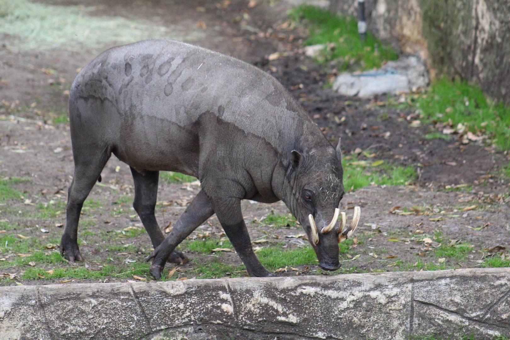 North Sulawesi Babirusa