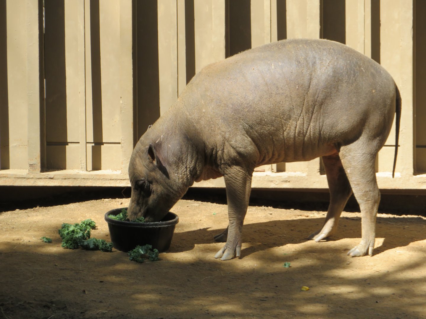 North Sulawesi Babirusa