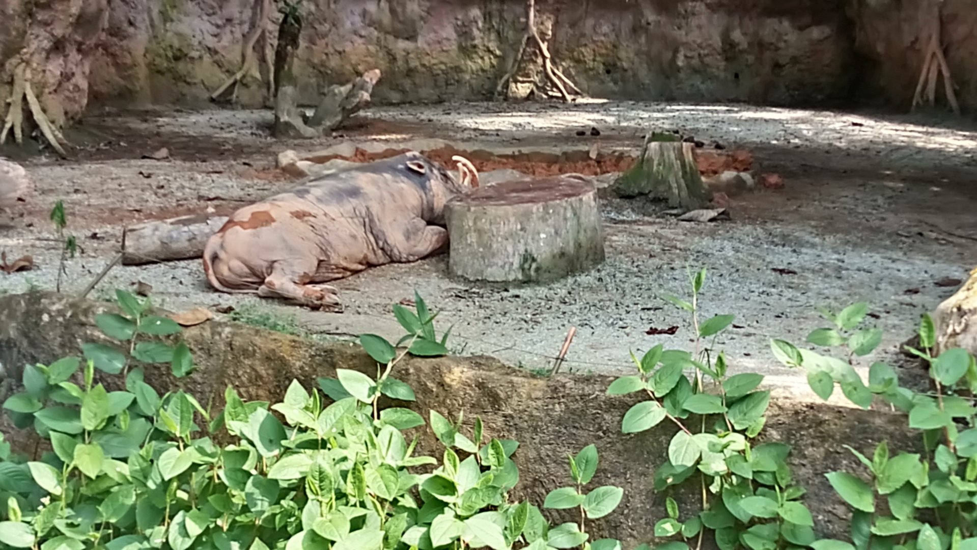 North Sulawesi babirusa