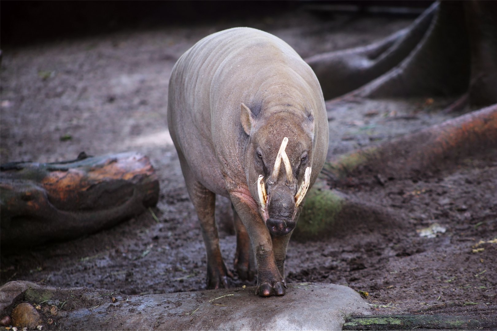 North Sulawesi babirusa