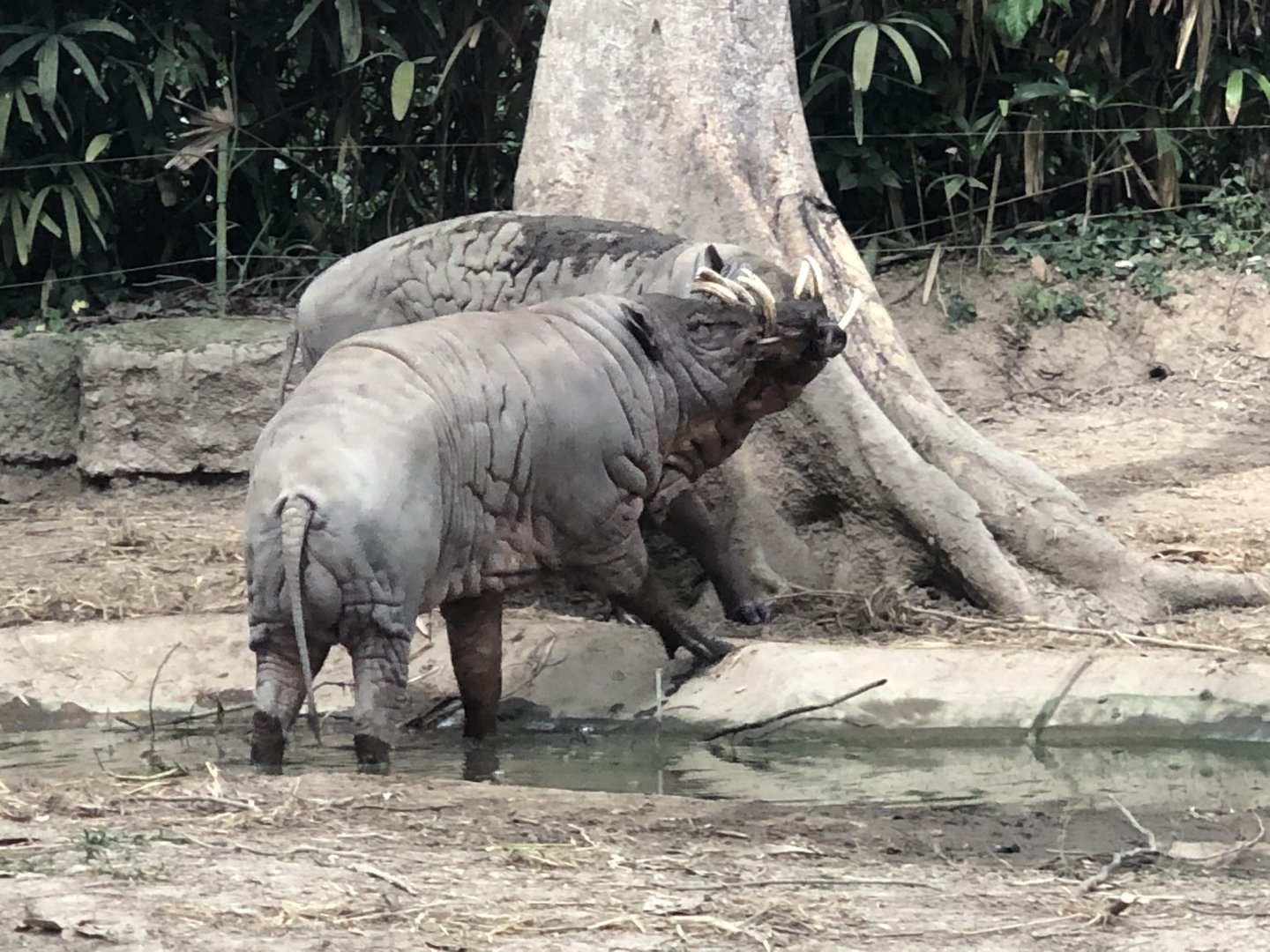 North Sulawesi Babirusa