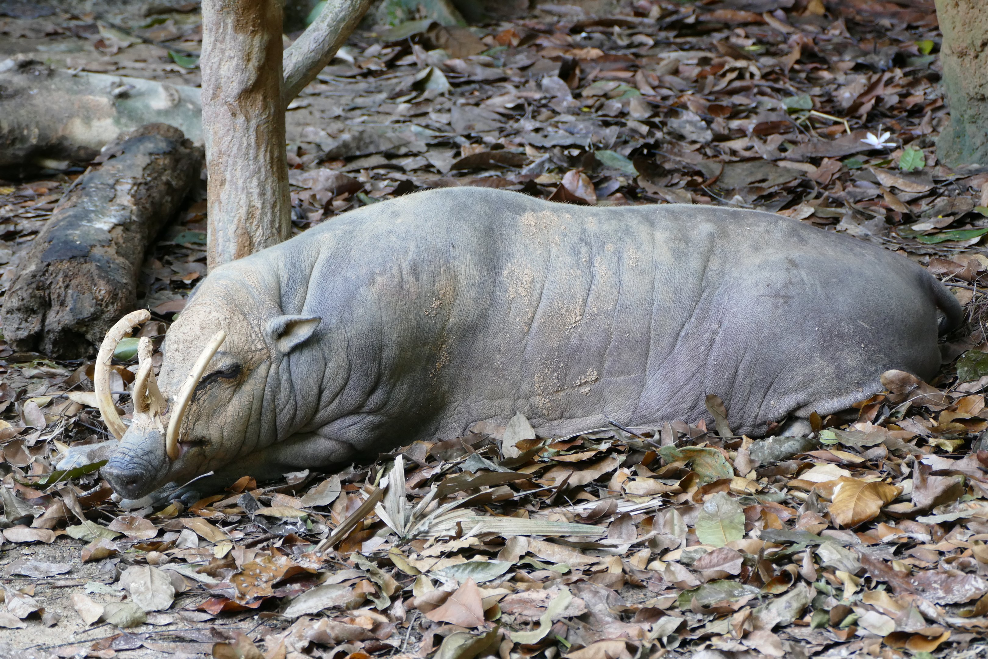North Sulawesi babirusa