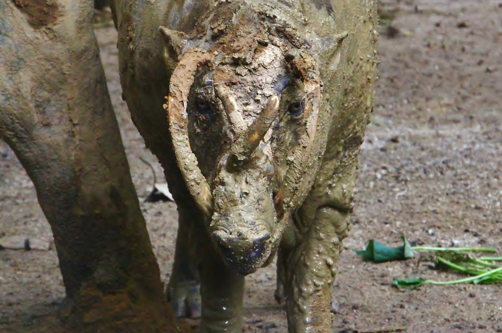 North Sulawesi Babirusa