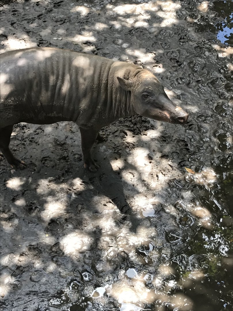 North Sulawesi babirusa