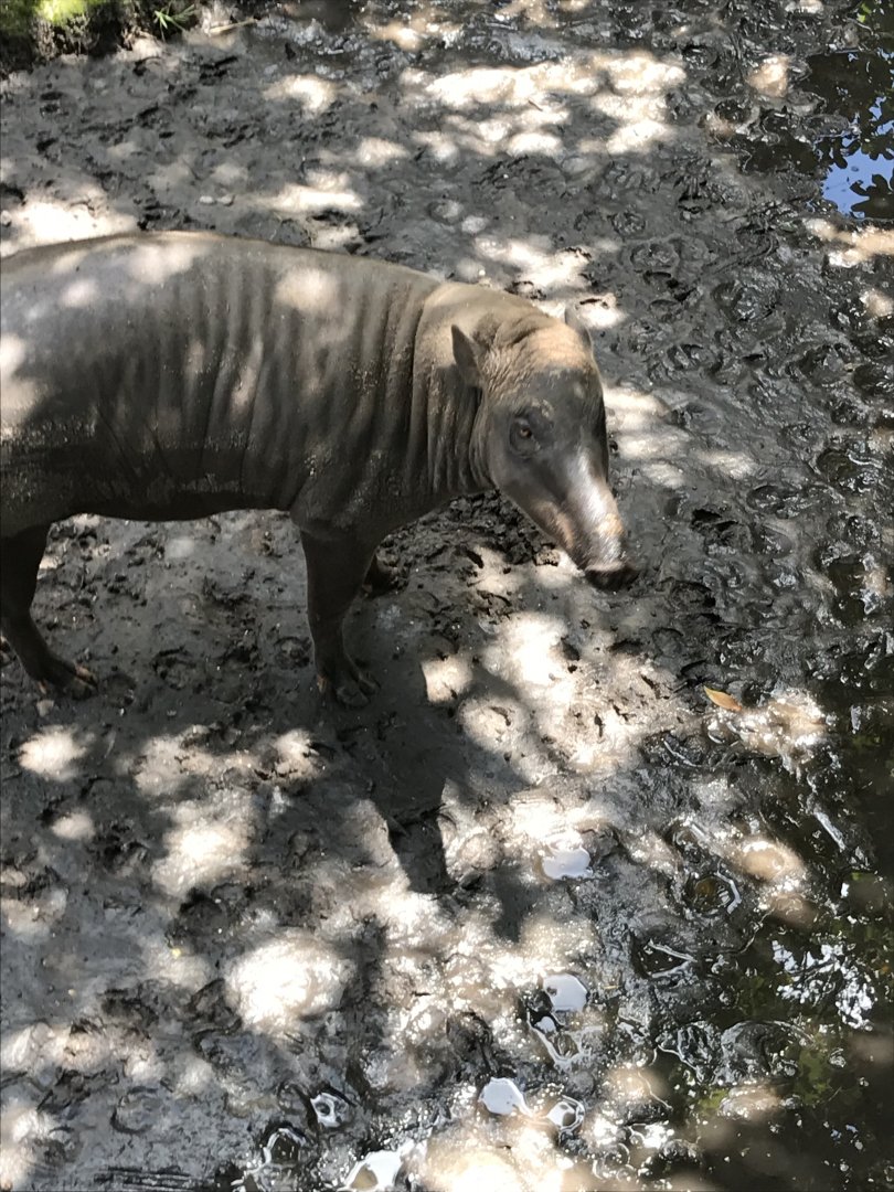 North Sulawesi babirusa