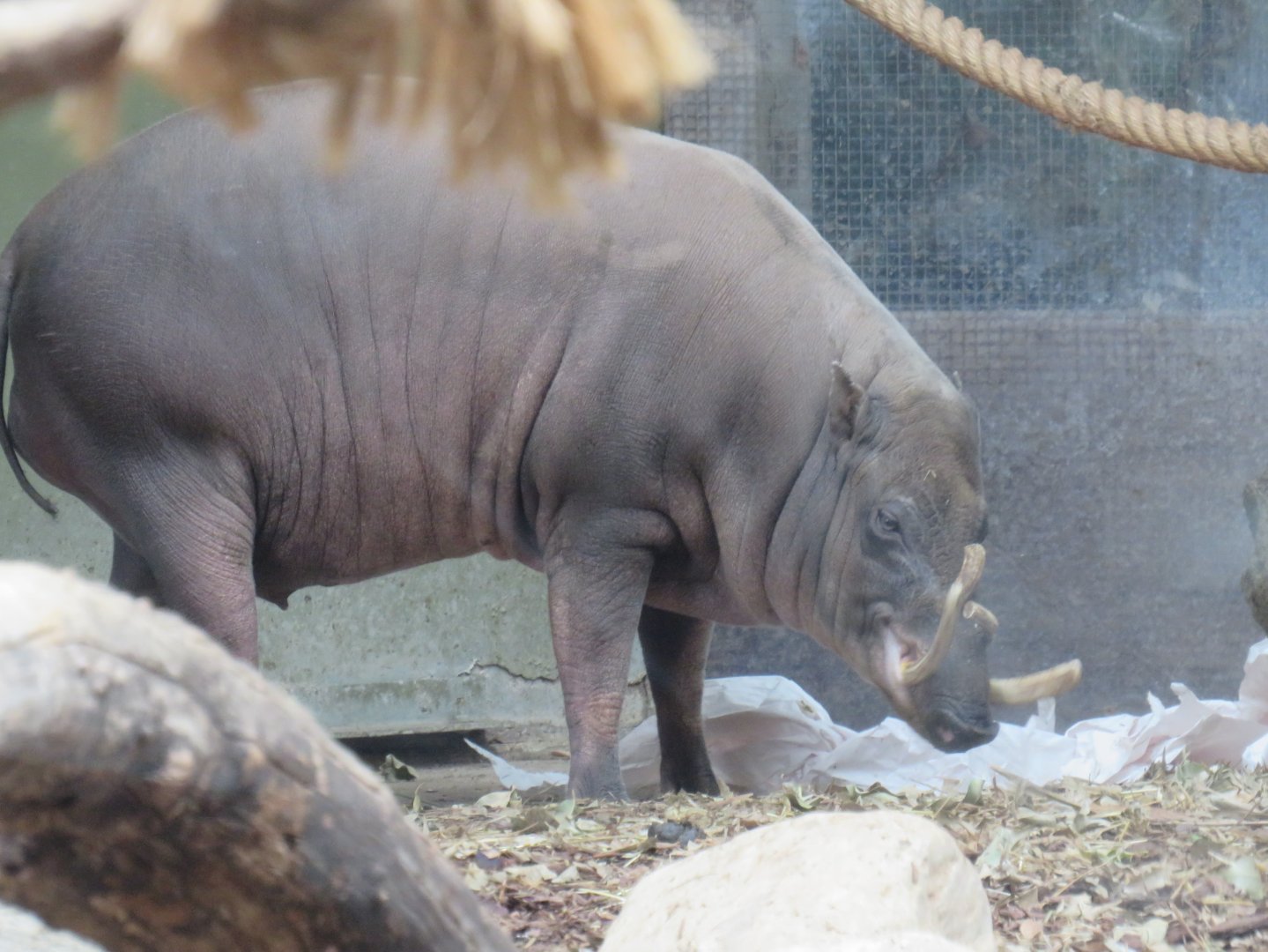 North Sulawesi babirusa