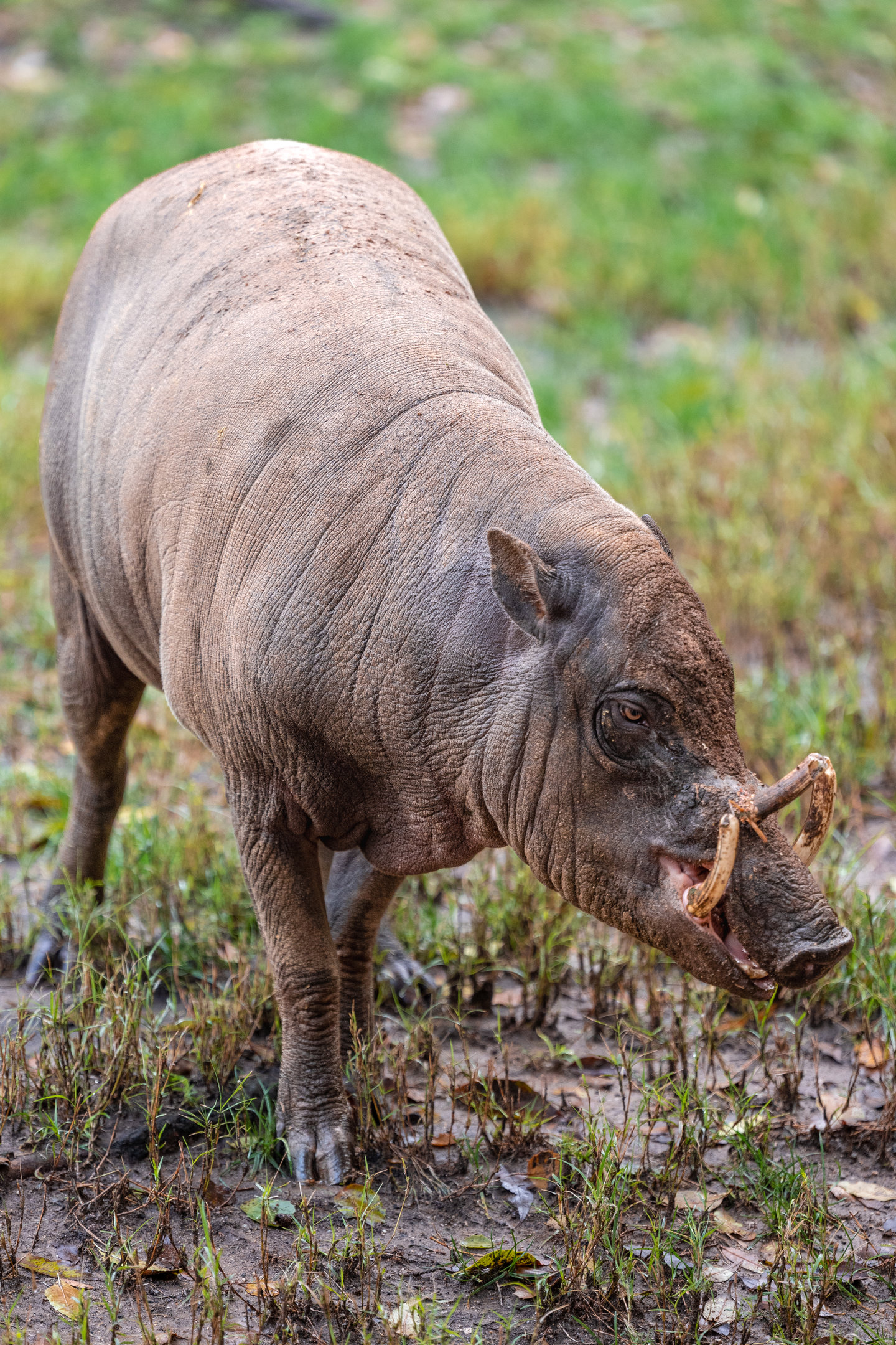 North Sulawesi Babirusa