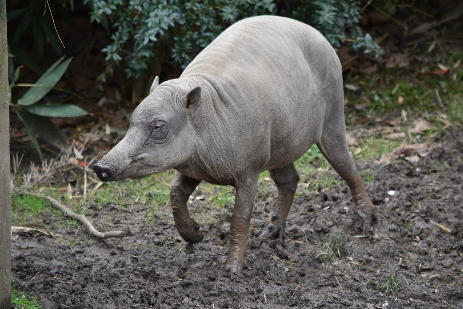 North Sulawesi babirusa