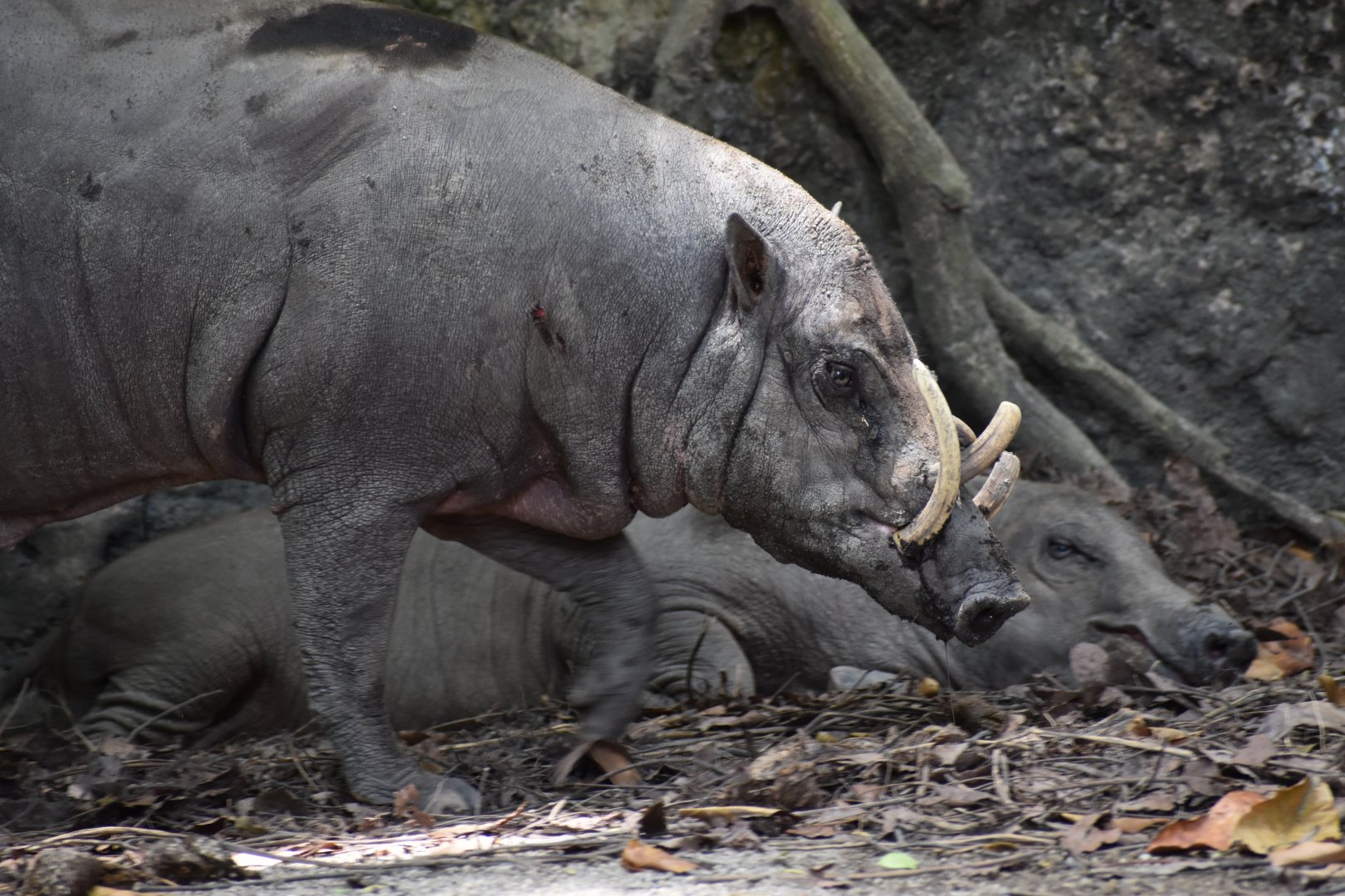 North Sulawesi Babirusa