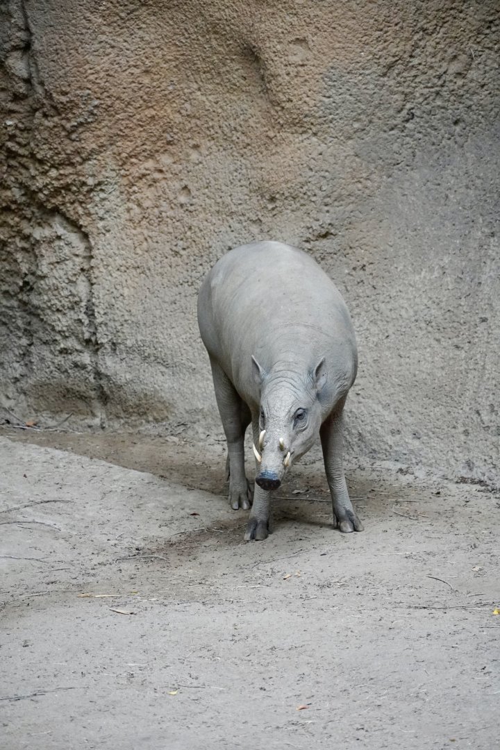 North Sulawesi Babirusa