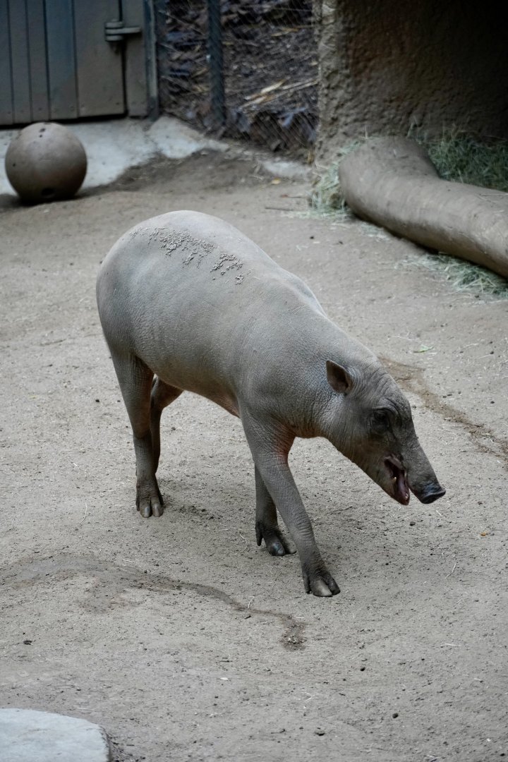 North Sulawesi Babirusa