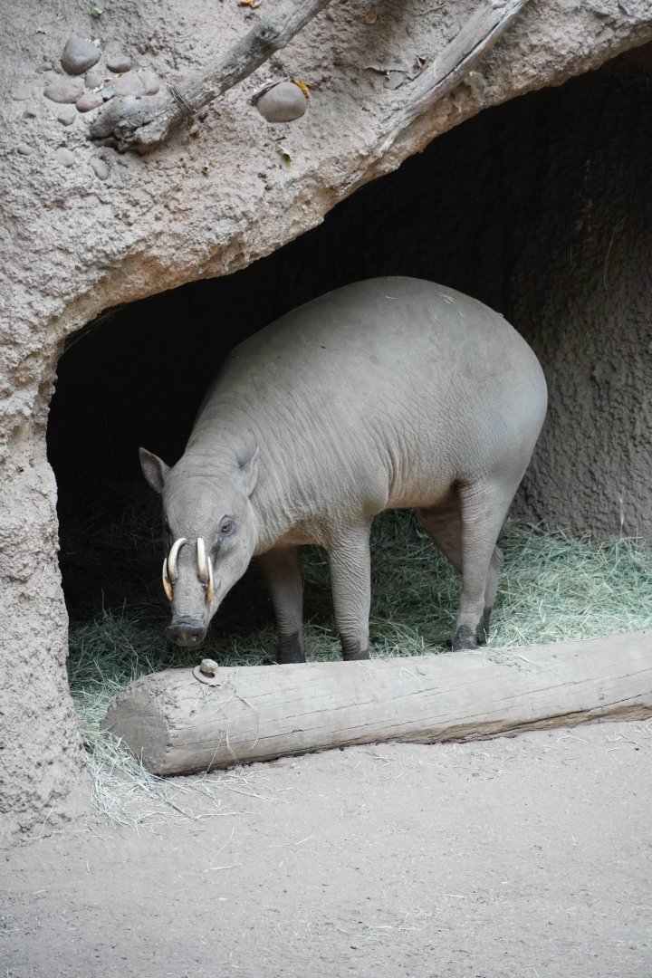 North Sulawesi Babirusa