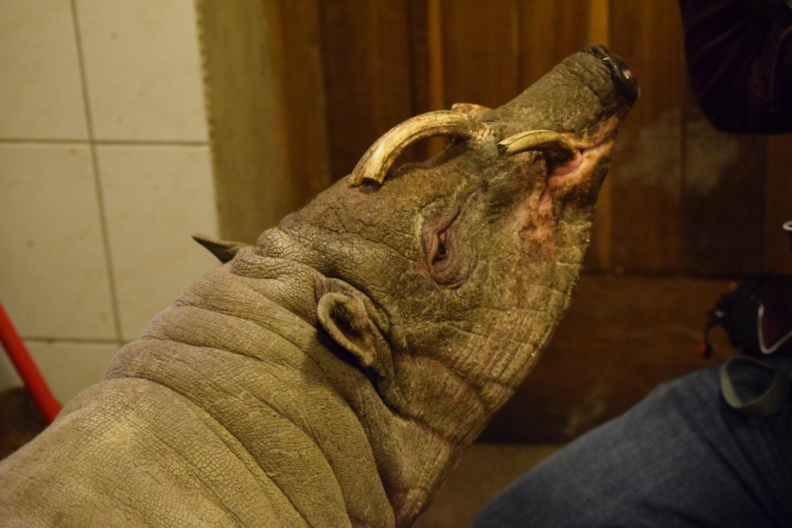 North Sulawesi babirusa