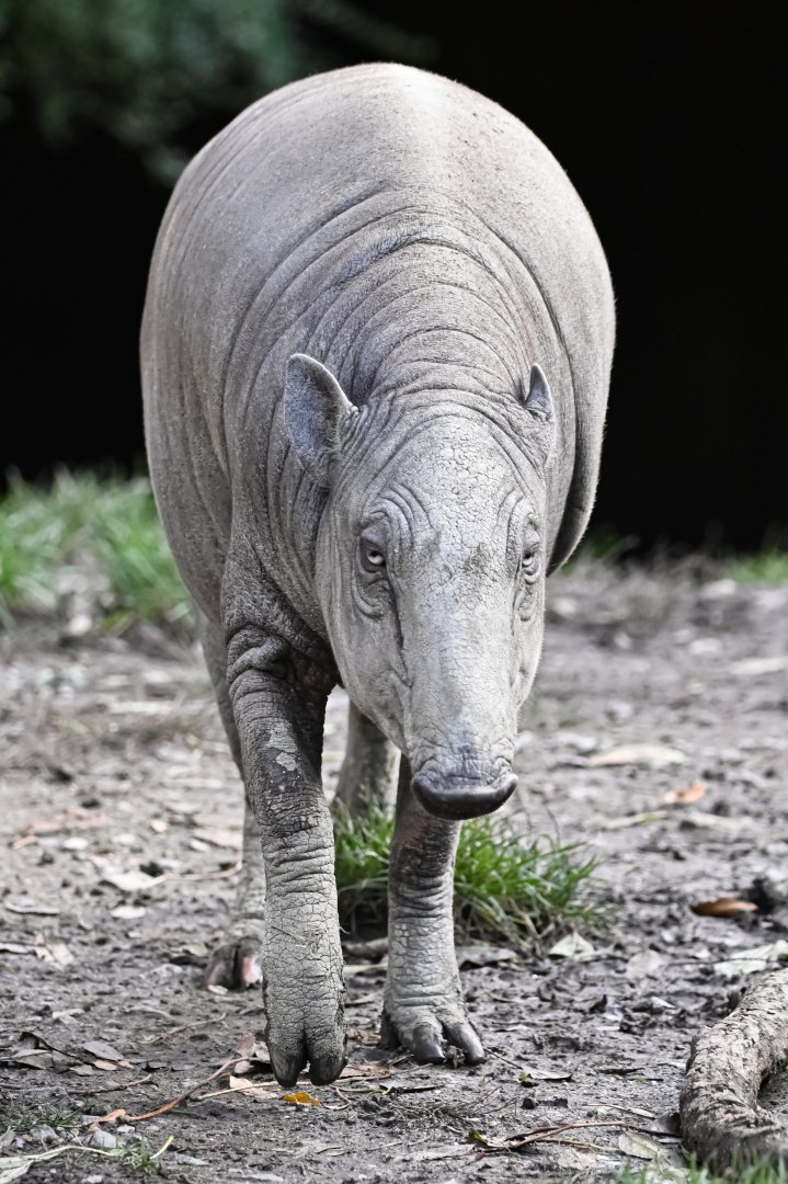 North Sulawesi babirusa