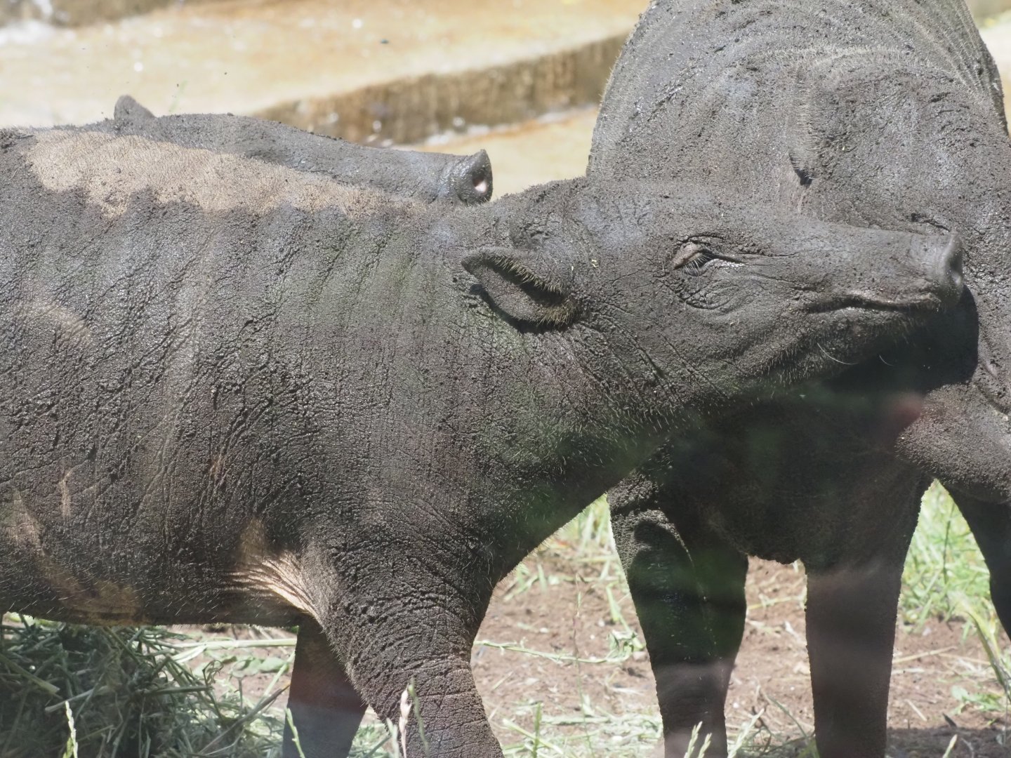 North Sulawesi Babirusas 1