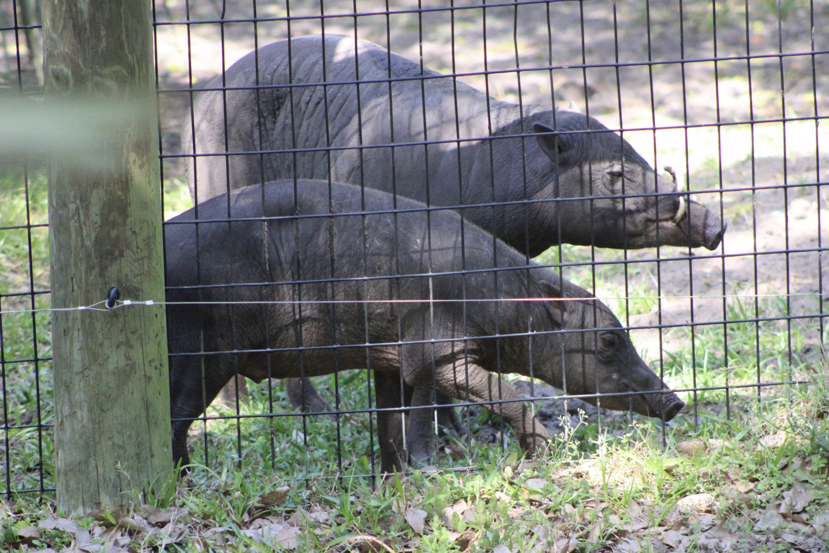 North Sulawesi Babirusas (Babyrousa celebensis)