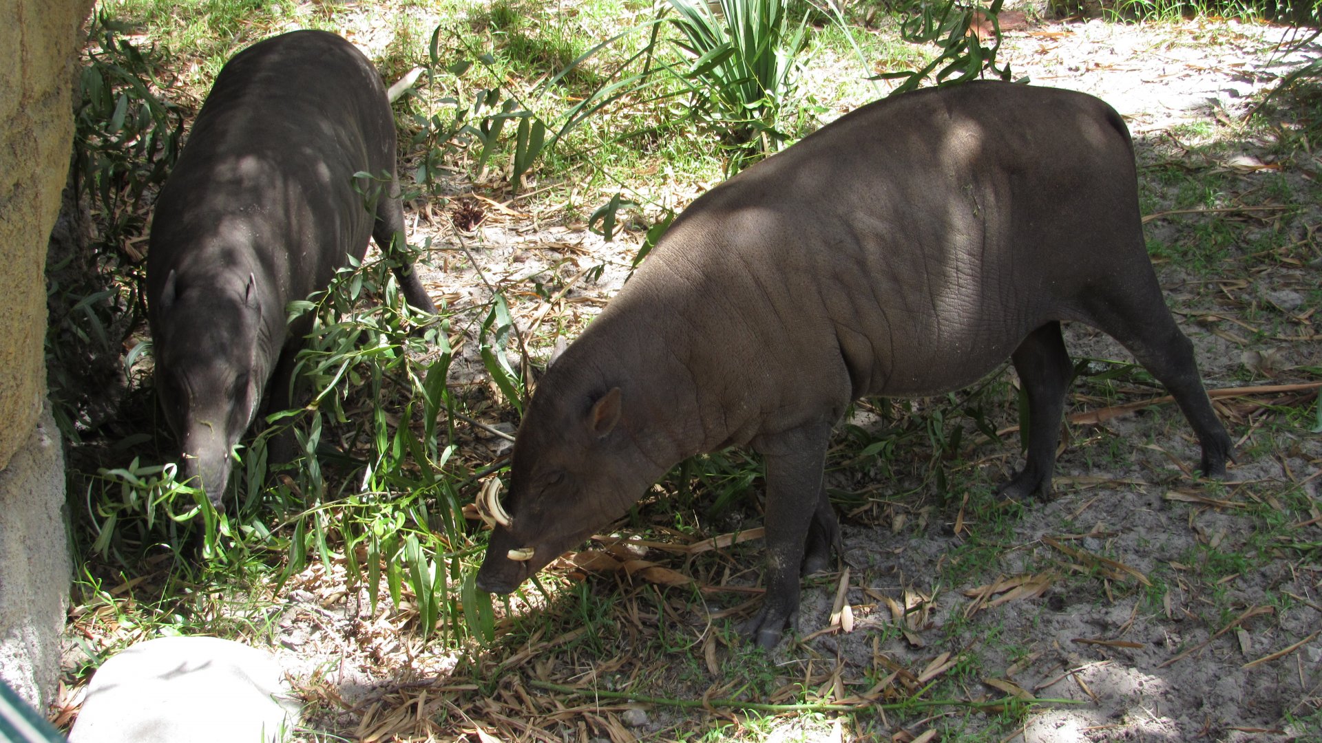 North Sulawesi Babirusas
