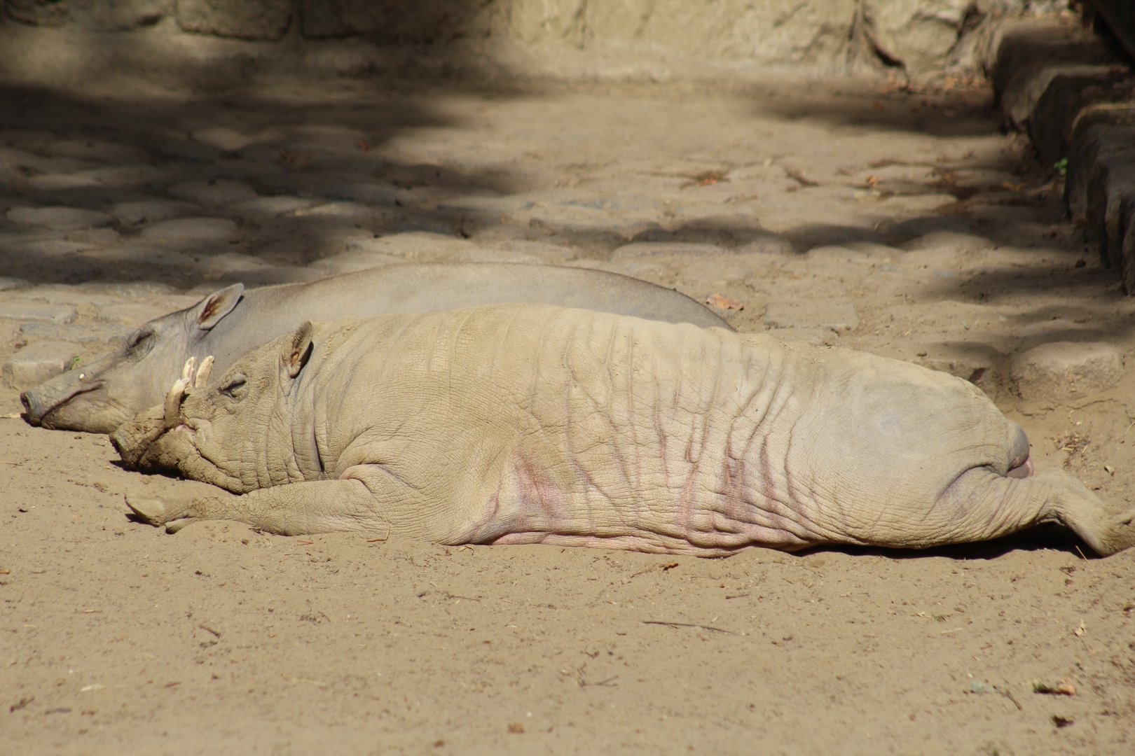 North Sulawesi Babirusas
