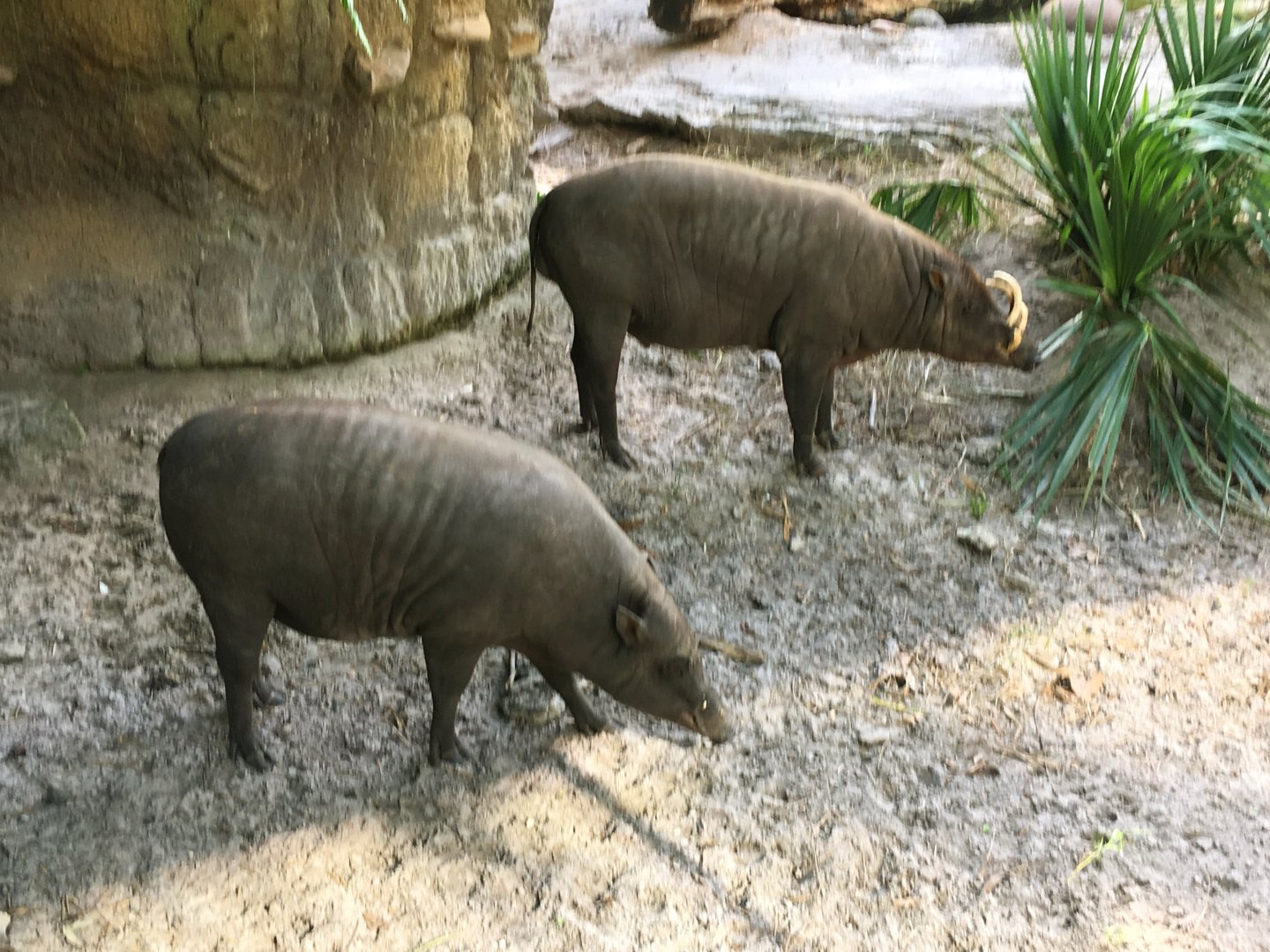North Sulawesi Babirusas