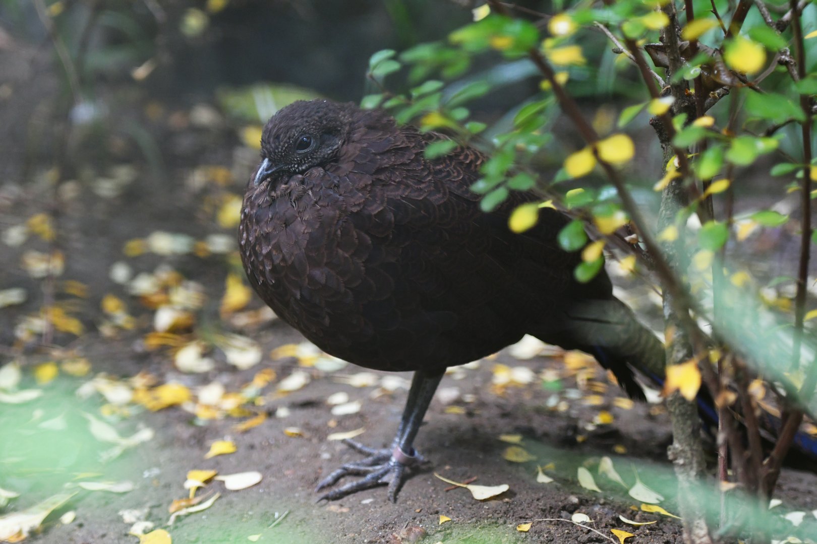 North Sumatran bronze-tailed peacock Polyplectron chalcurum scutulatum