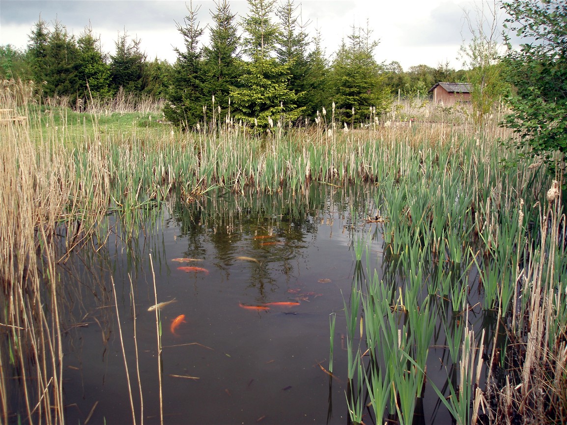 North Zealand Birdpark - Koi pond