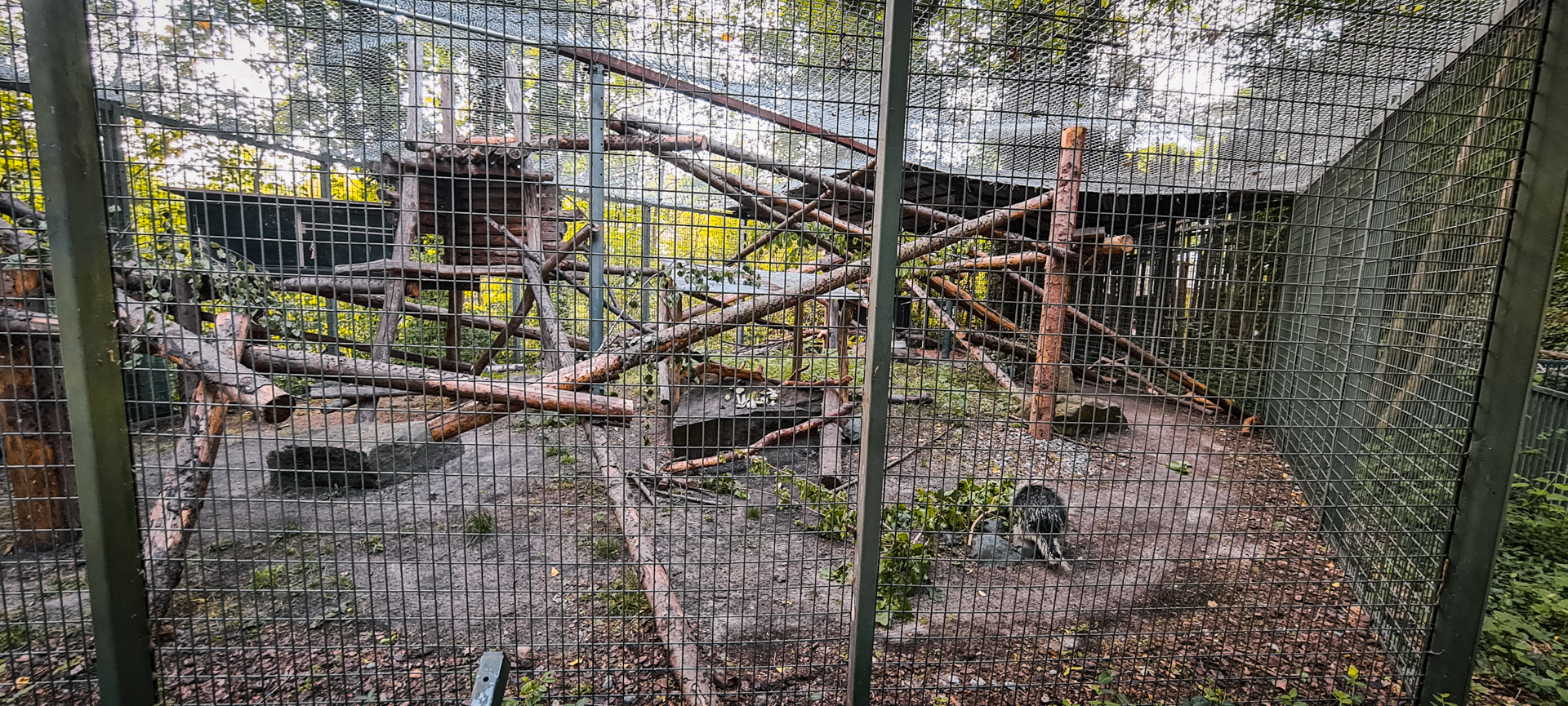 Northamerican Porcupine