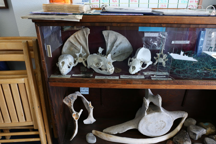 Northcoast Marine Mammal Center