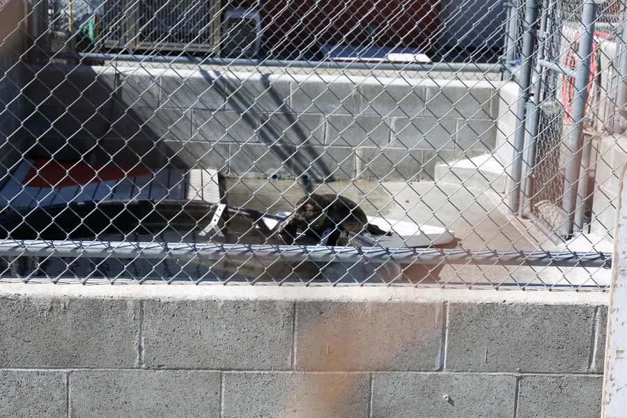 Northcoast Marine Mammal Center