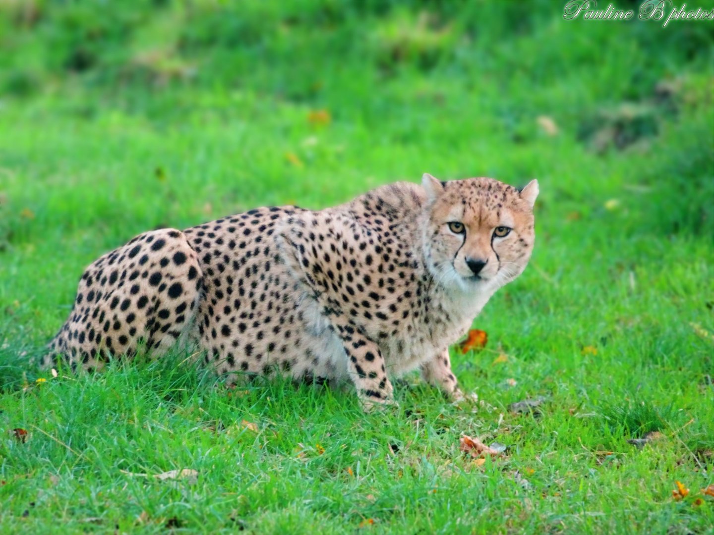 Northeast African Cheetah 2 November 2025