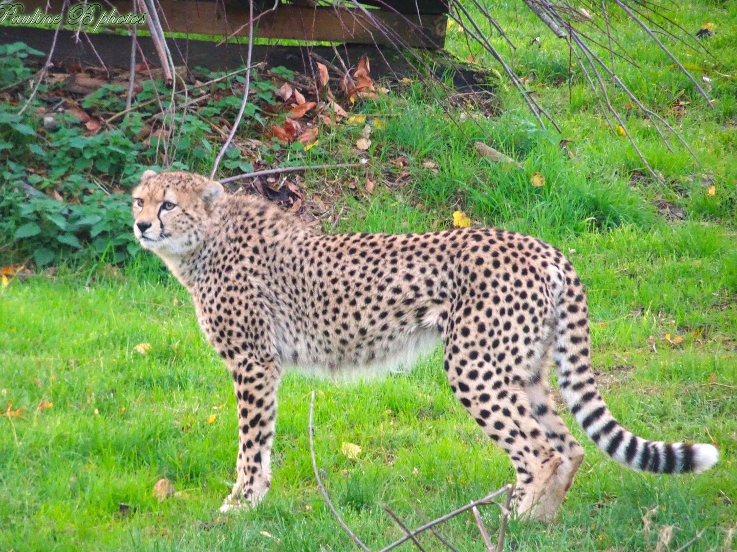 Northeast African Cheetah 2 November 2025