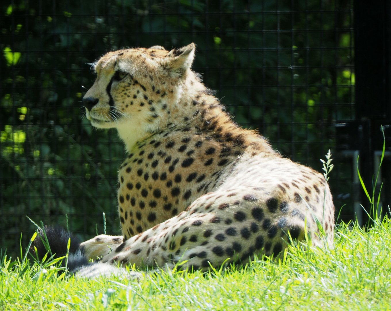 Northeast African cheetah, 2020-06-12