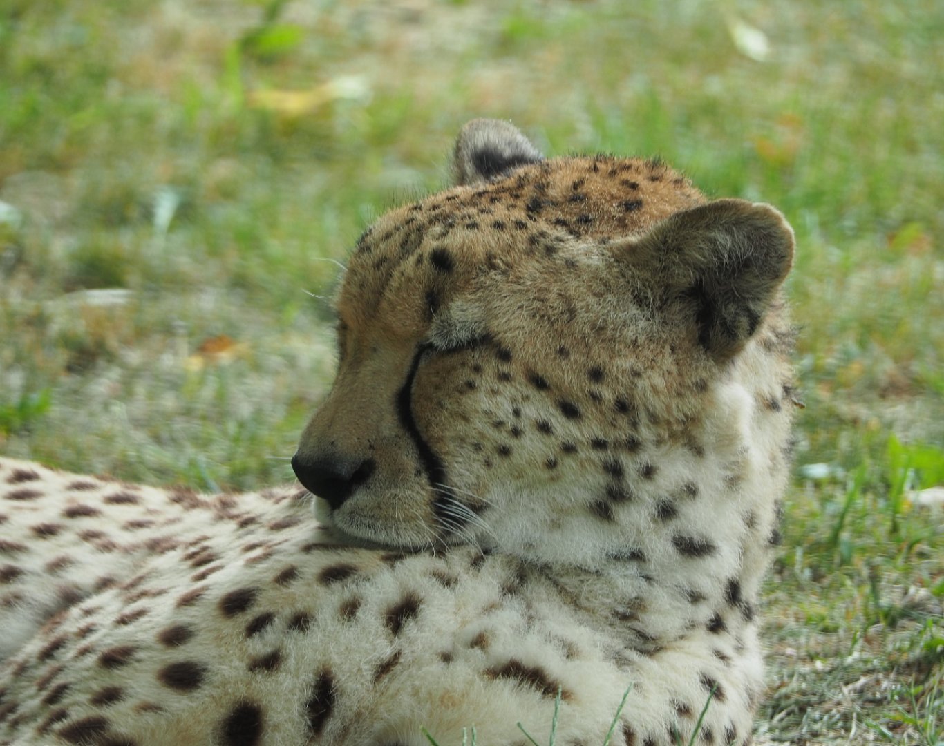 Northeast African cheetah (Acinonyx jubatus soemmeringii), 2020-05-23