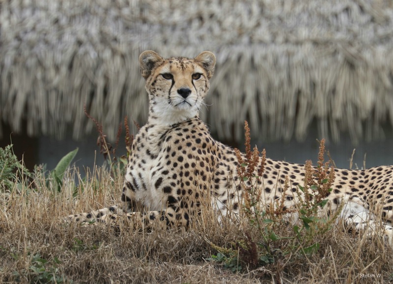 Northeast African cheetah (Acinonyx jubatus soemmeringii)