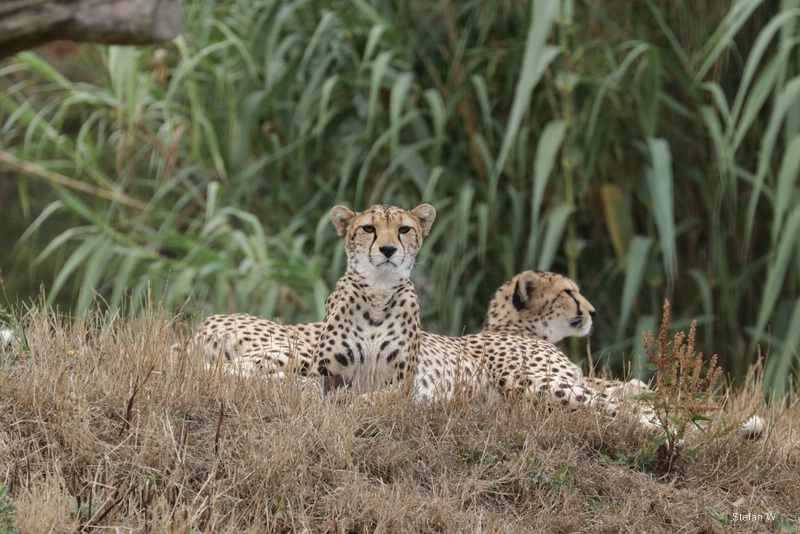 Northeast African cheetah (Acinonyx jubatus soemmeringii)