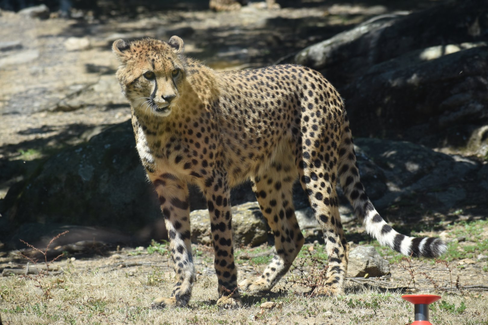 Northeast African cheetah (Acinonyx jubatus soemmeringii)
