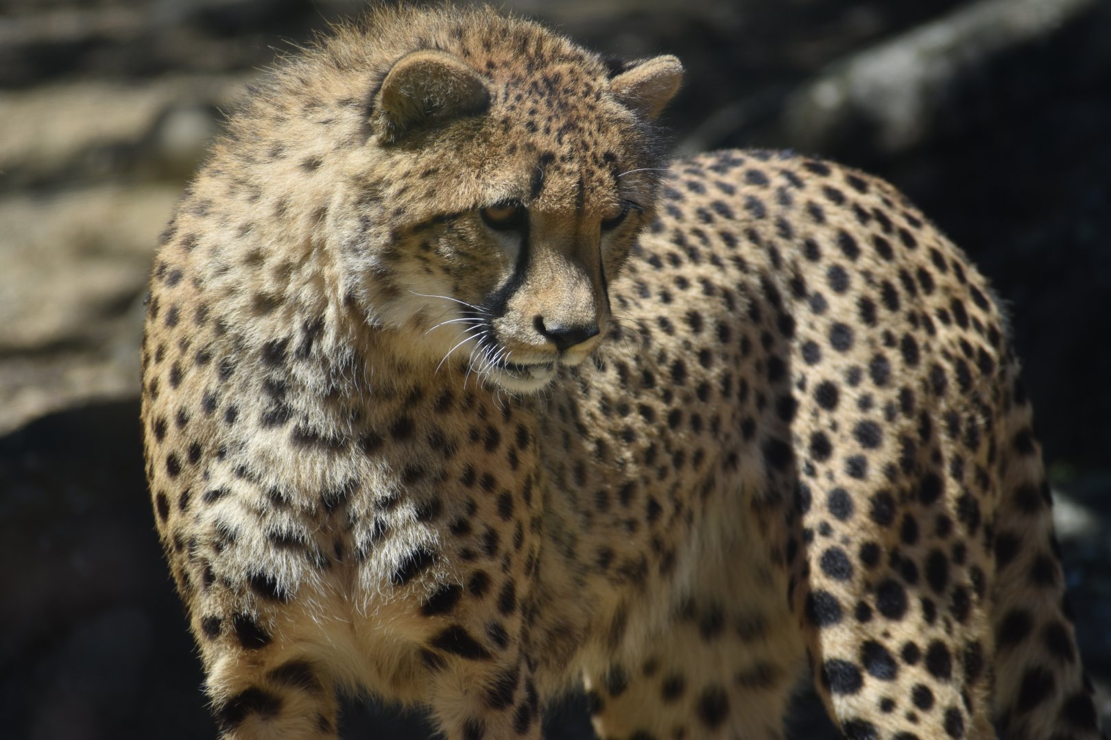 Northeast African cheetah (Acinonyx jubatus soemmeringii)