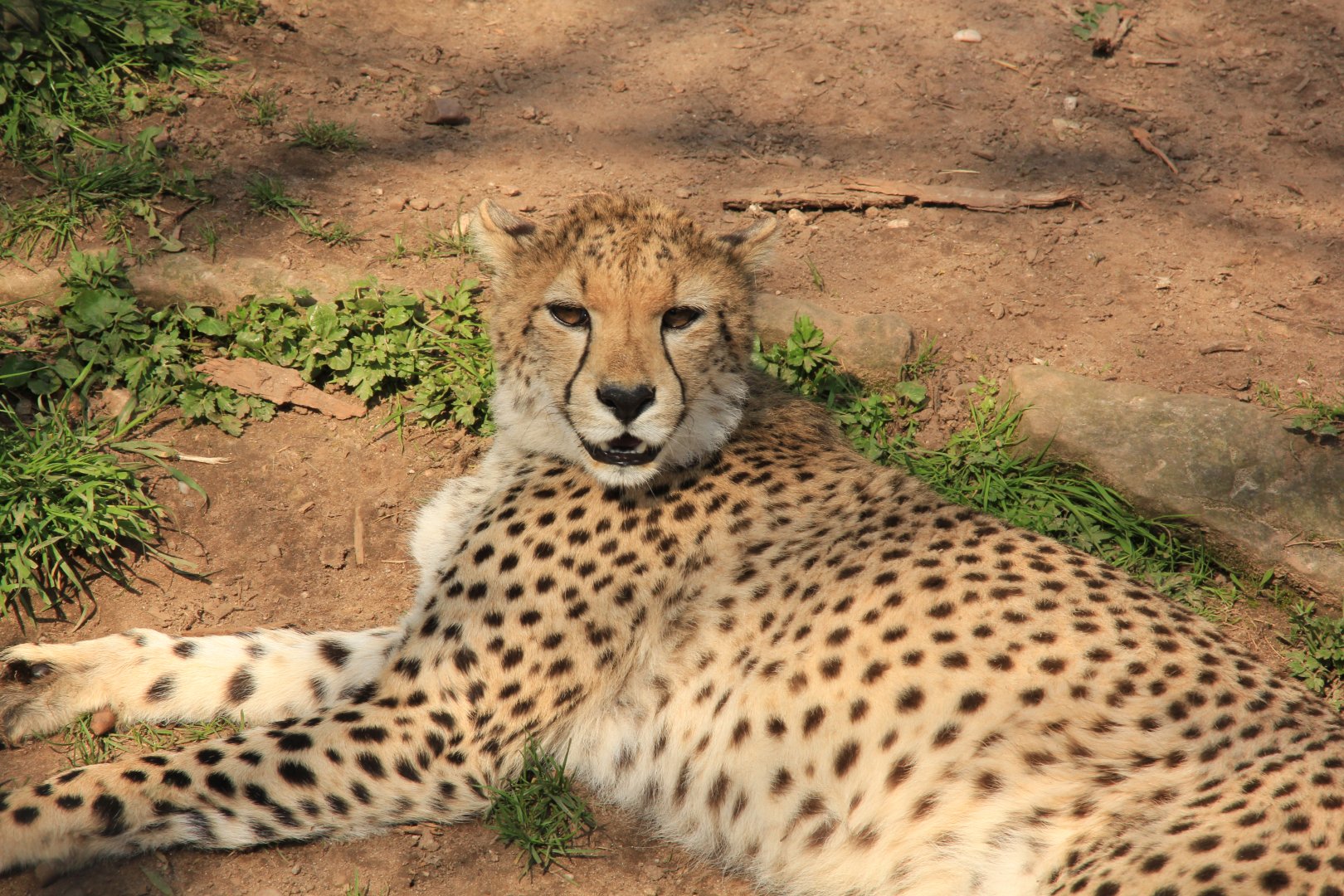Northeast African Cheetah (April 2016)