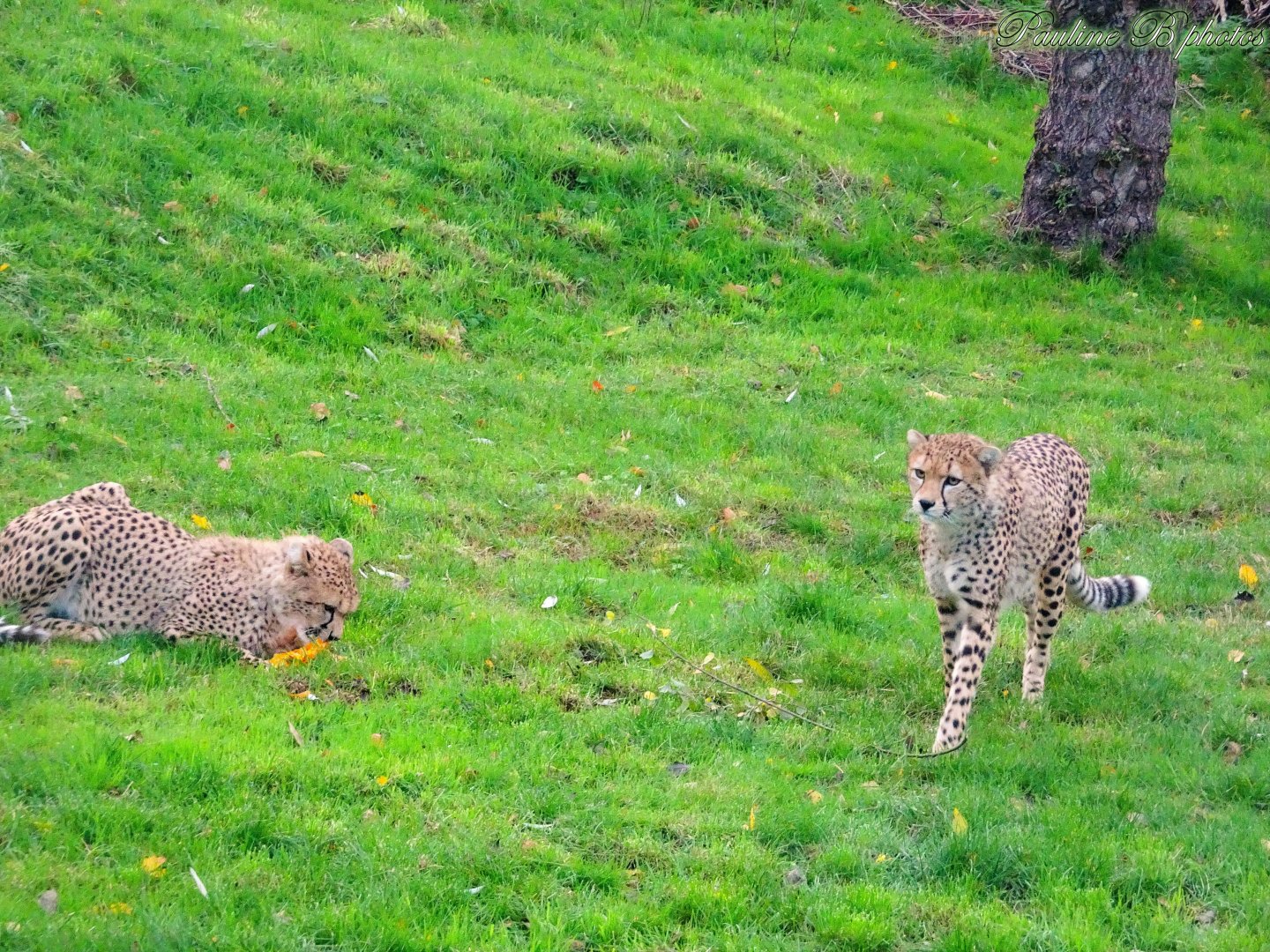 Northeast African Cheetah brothers 2 November 2025