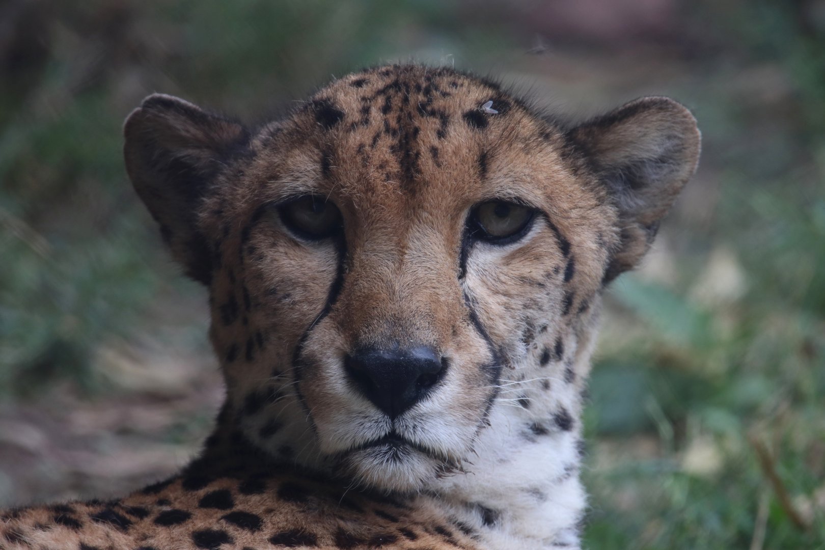 Northeast African cheetah