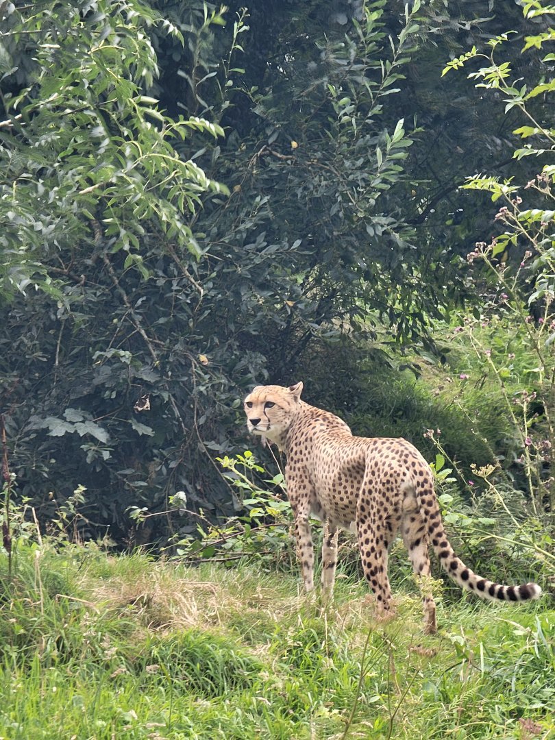 Northeast African Cheetah