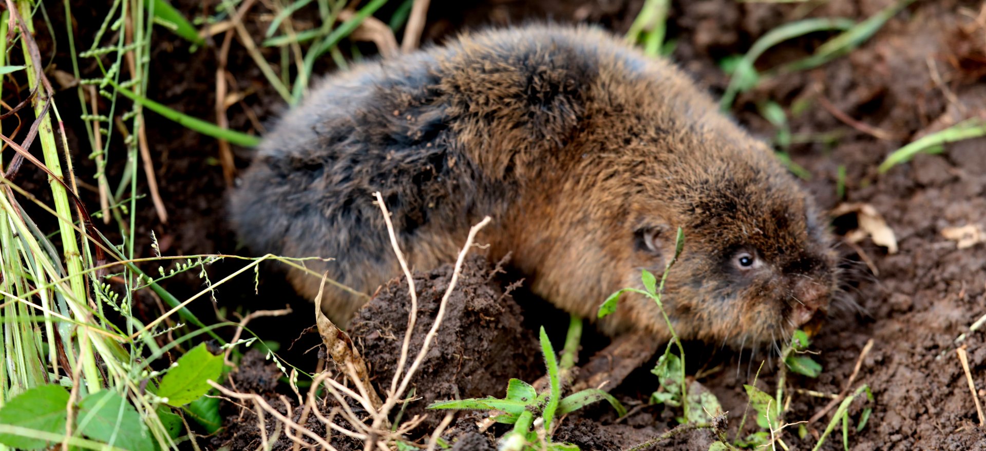 Northeast African mole-rat (Tachyoryctes splendens)