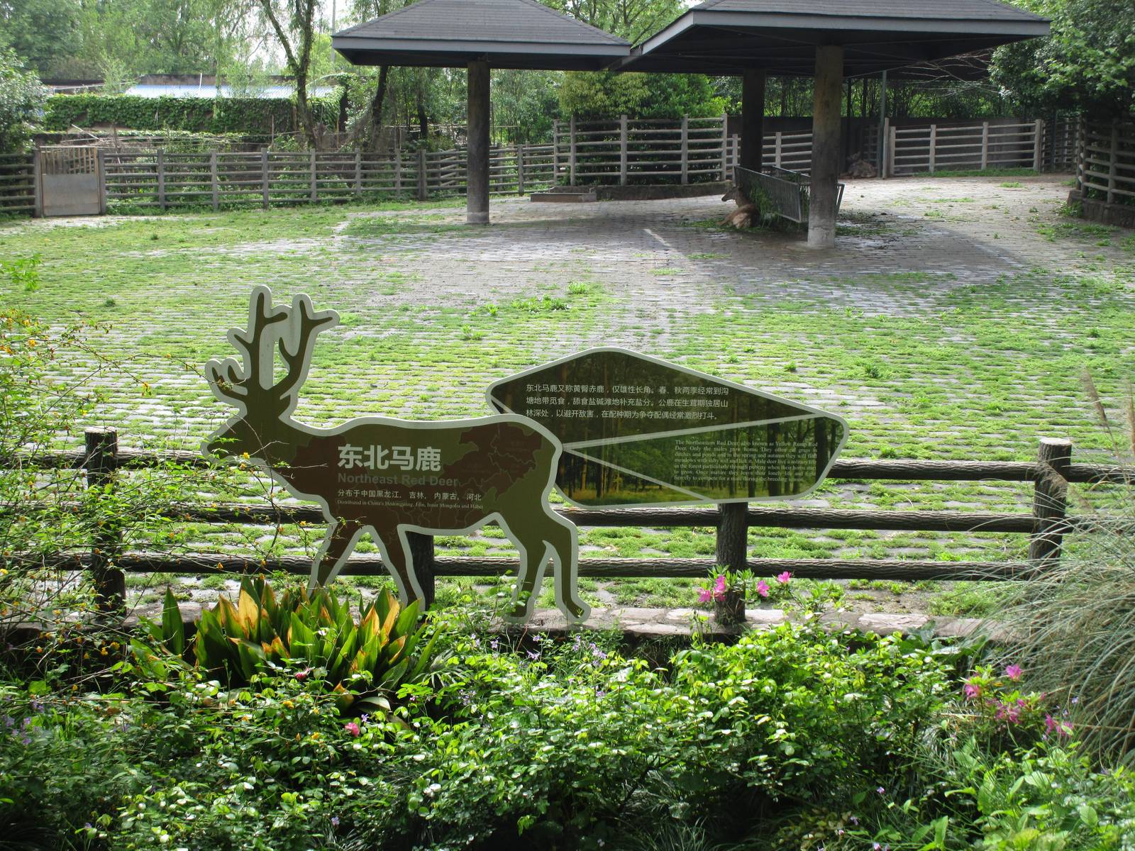 Northeast Red Deer Enclosure - 16/04/2016