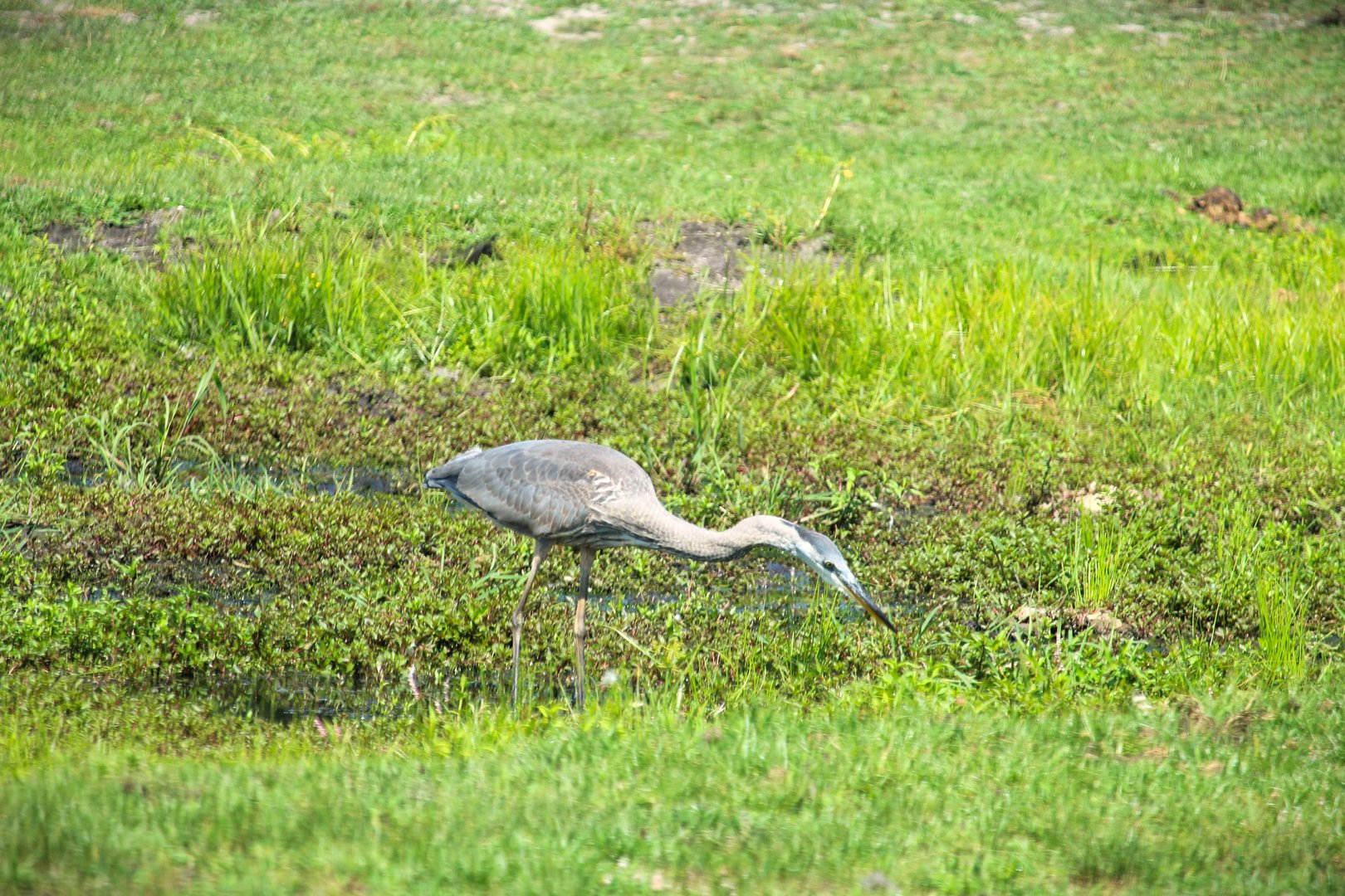 Northeastern Great Blue Heron Juvenile