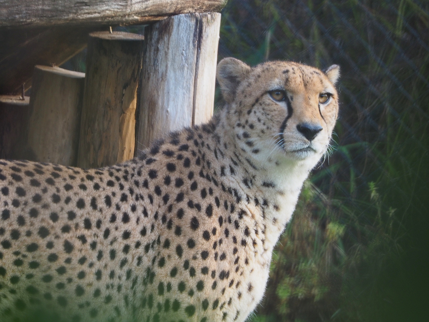 Northeastern or Sudan cheetah (Acinonyx jubatus soemmeringii), 2019-12-28