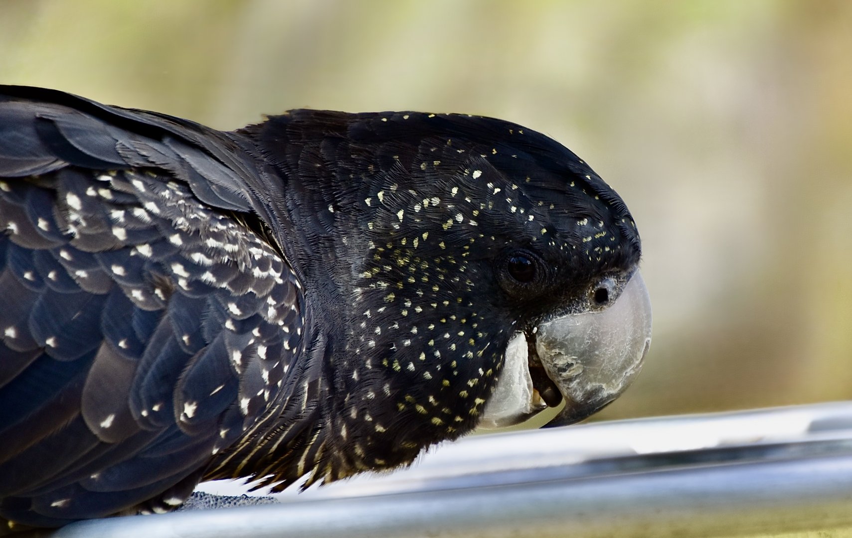 Northeastern Red-Tailed Black Cockatoo (Calyptorhynchus banksii banksii) female