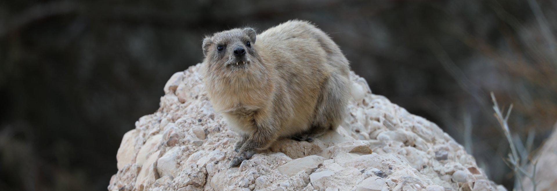 Northeastern Rock Hyrax (Procavia capensis habessinicus)