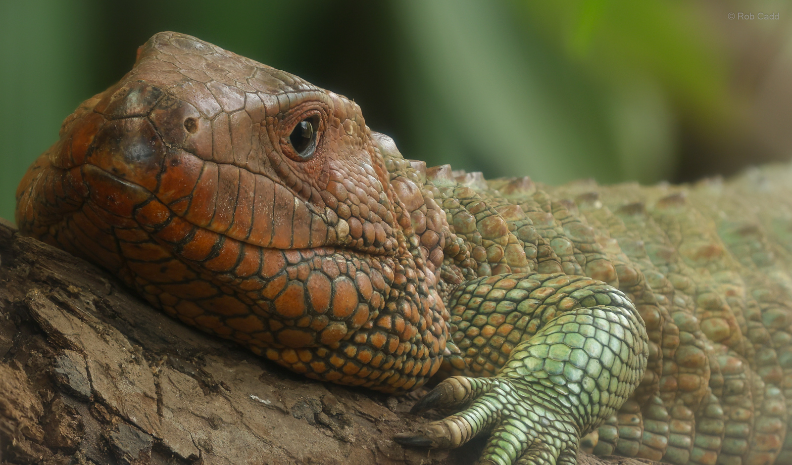 Northen caiman lizard : Crocodiles of the World : 07 Jun 2024