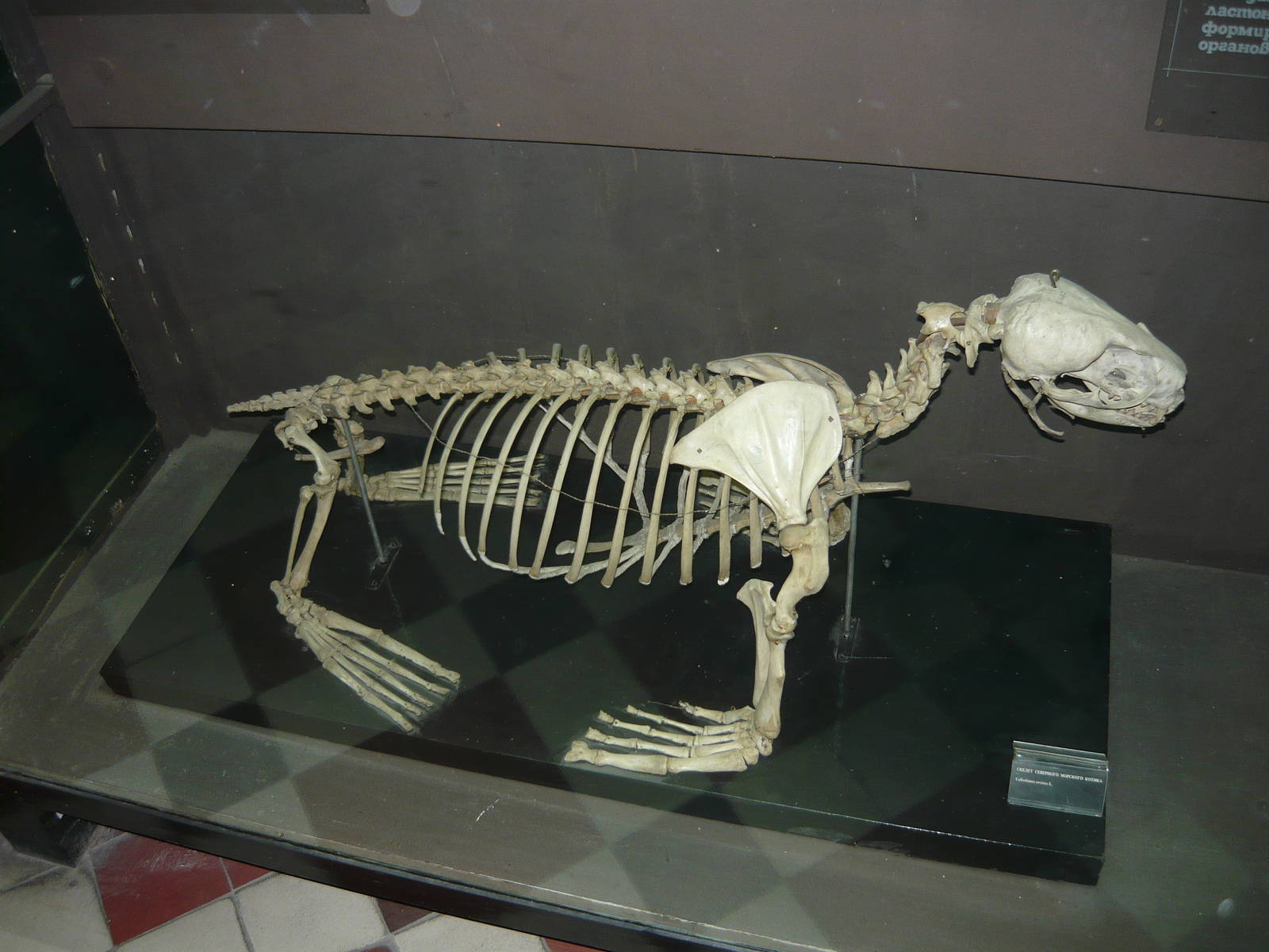 Northen fur seal skeleton