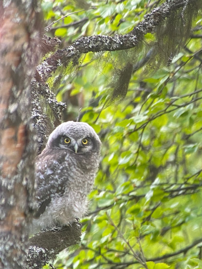 northen hawk owl chick .tändalen härjdalden,june 2022